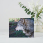 Carte Postale Loup gris (Debout devant)