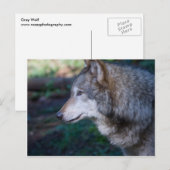 Carte Postale Loup gris (Devant / Derrière)