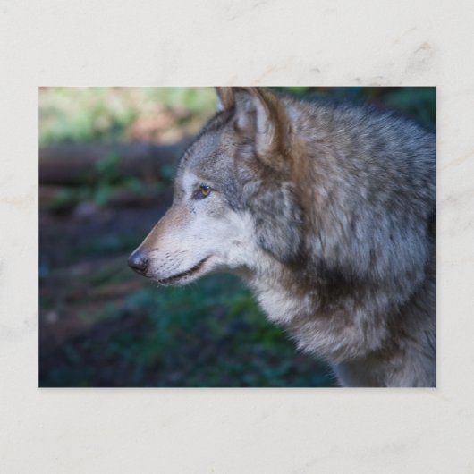 Carte Postale Loup gris (Devant)