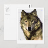 Carte Postale Loup gris (Devant / Derrière)