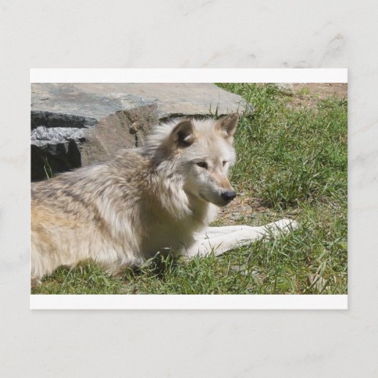 Carte postale Loup gris (Devant)