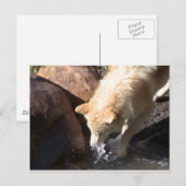 Carte Postale Loup gris (Devant / Derrière)