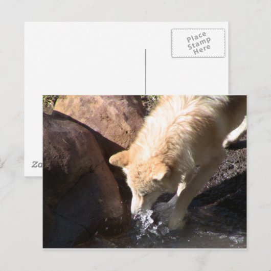 Carte Postale Loup gris (Devant / Derrière)