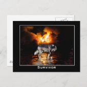 Carte postale Loup gris (Devant / Derrière)