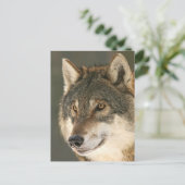Carte Postale Loup gris (Debout devant)