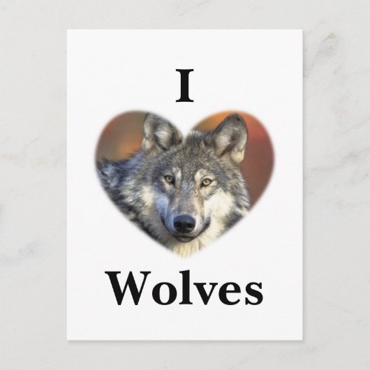 Carte Postale Loup gris (Devant)