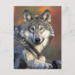 Carte Postale Loup gris