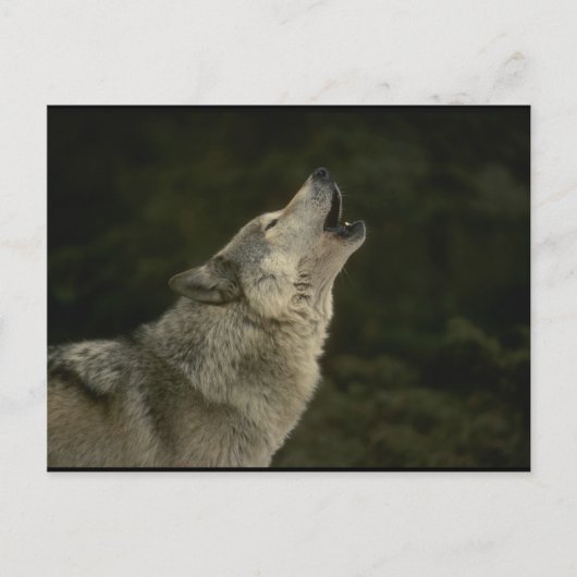 Carte Postale Loup Gris (Devant)