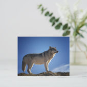 Carte postale Loup Gris (Debout devant)