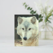Carte postale Loup gris (Debout devant)