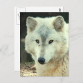 Carte postale Loup gris (Devant / Derrière)