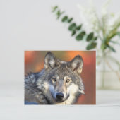 Carte postale Loup gris (Debout devant)