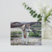 Carte Postale loup-gris-13 (Debout devant)