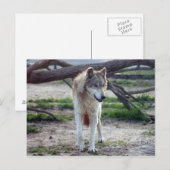 Carte Postale loup-gris-13 (Devant / Derrière)