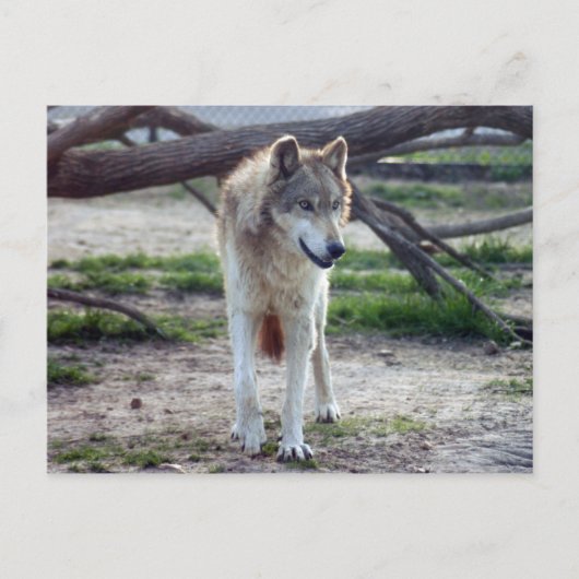 Carte Postale loup-gris-13 (Devant)