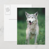 Carte Postale Loup gris 2 (Devant / Derrière)
