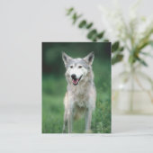 Carte Postale Loup gris 2 (Debout devant)