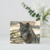 Carte Postale loup gris-21 (Debout devant)
