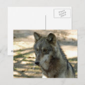 Carte Postale loup gris-21 (Devant / Derrière)