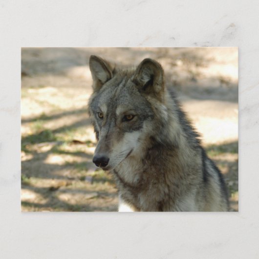 Carte Postale loup gris-21 (Devant)