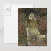 Carte Postale Loup gris (Canis lupus) (Devant / Derrière)