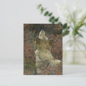 Carte Postale Loup gris (Canis lupus) (Debout devant)