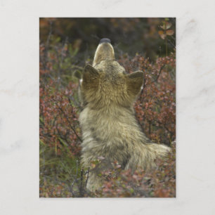 Carte Postale Loup gris (Canis lupus)