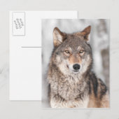 Carte Postale Loup Gris (Canis lupus) Avec Une Oreille De Retour (Devant / Derrière)