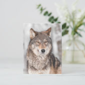 Carte Postale Loup Gris (Canis lupus) Avec Une Oreille De Retour (Debout devant)