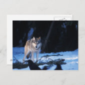 Carte Postale loup gris, Canis lupus, dans les contreforts (Devant / Derrière)