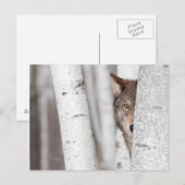 Carte Postale Loup gris (Canis lupus) derrière l'arbre (Devant / Derrière)