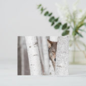 Carte Postale Loup gris (Canis lupus) derrière l'arbre (Debout devant)