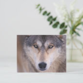 Carte Postale loup gris, Canis lupus, gros plan des yeux (Debout devant)