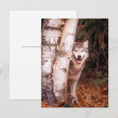 Carte Postale Loup gris derrière un arbre (Devant / Derrière)