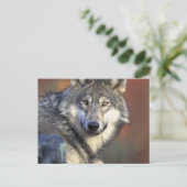 Carte Postale Loup gris et blanc (Debout devant)