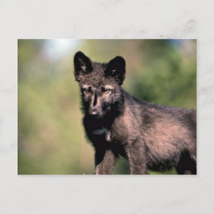 Carte Postale Loup gris-été- (phase noire) cub