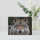 Carte Postale Loup gris fermer (Debout devant)