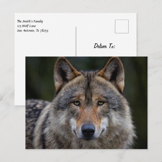 Carte Postale Loup gris fermer (Devant / Derrière)
