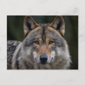 Carte Postale Loup gris fermer (Devant)