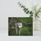 Carte Postale Loup gris, loup (Debout devant)