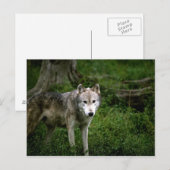 Carte Postale Loup gris, loup (Devant / Derrière)