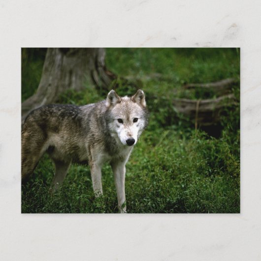 Carte Postale Loup gris, loup (Devant)