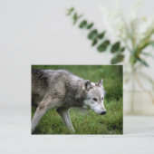 Carte Postale Loup gris, loup (Debout devant)