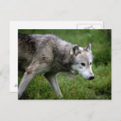 Carte Postale Loup gris, loup (Devant / Derrière)