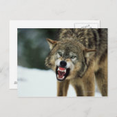 Carte Postale Loup gris narling (Devant / Derrière)