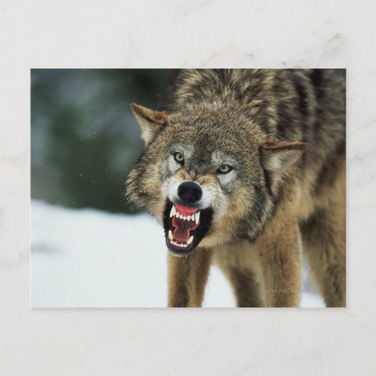 Carte Postale Loup gris narling (Devant)