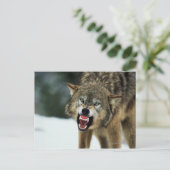 Carte Postale Loup gris narling (Debout devant)