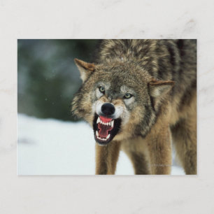 Carte Postale Loup gris narling