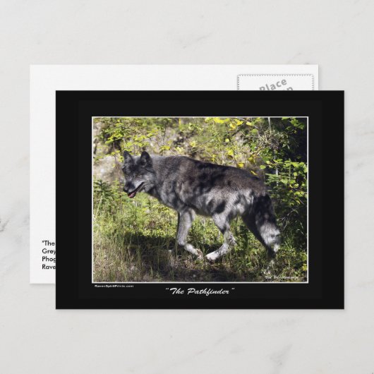 Carte postale Loup gris "Pathfinder" (Devant / Derrière)