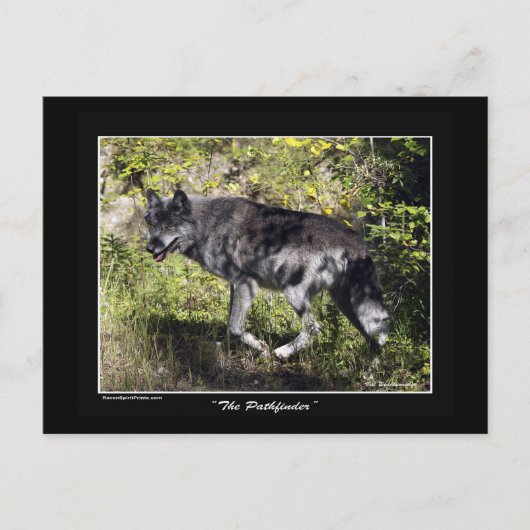 Carte postale Loup gris "Pathfinder" (Devant)